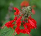 Salvia Sp.