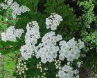 Spiraea Sp.