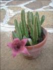 Stapelia Sp.