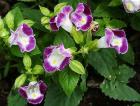 Torenia Sp.